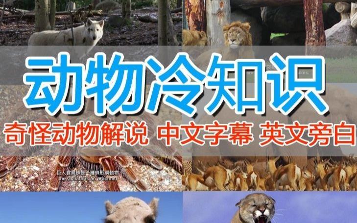 外面卖1699的国外纪录片解说（动物解说、美食、动画片）稳过中视频-86资源库